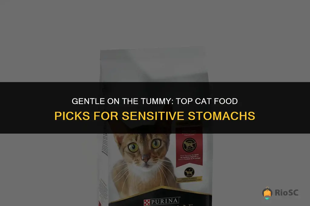 best cat food for cats that barf a lot