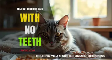 Nutritious Delights: Top Toothless Cat Food Picks for Your Feline Friend