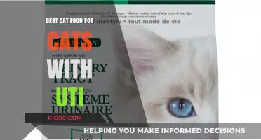 Top Picks for Feline Friends: The Best Cat Food to Support Urinary Tract Health