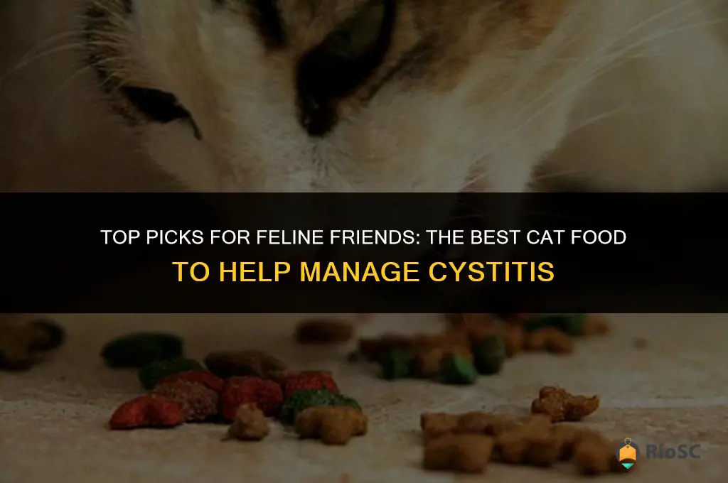 best cat food for cystitis