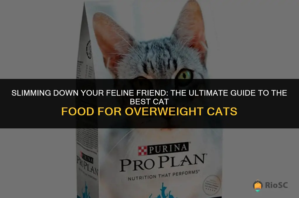 best cat food for fat cats
