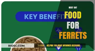 Nutritious Nibbles: Top Cat Food Picks for Your Ferret Friend
