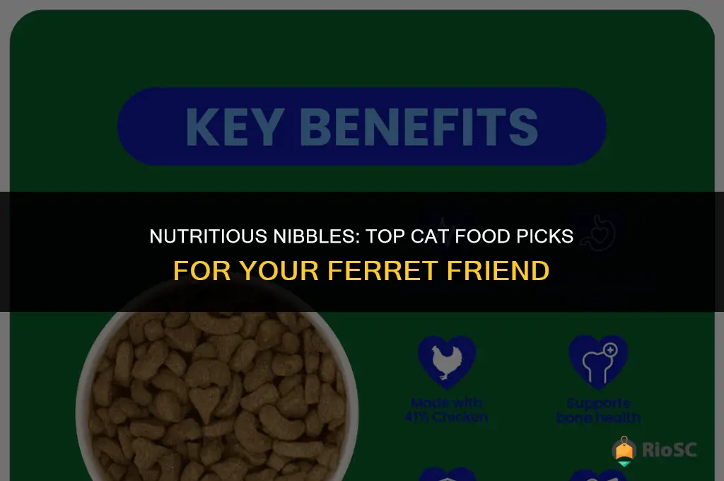 best cat food for ferrets