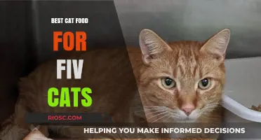 Top-Rated Nutrition for FIV Felines: A Comprehensive Guide to the Best Cat Food Options