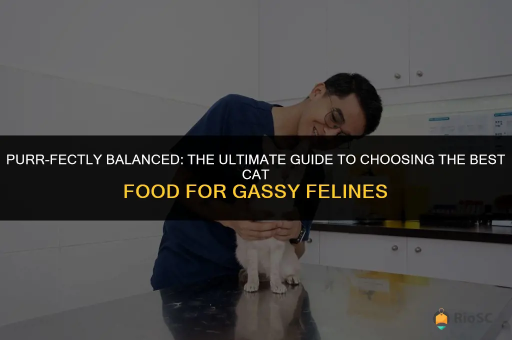 best cat food for gassy cats