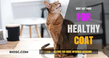 Nourishing Your Feline's Fur: Top Cat Food Choices for a Lustrous Coat