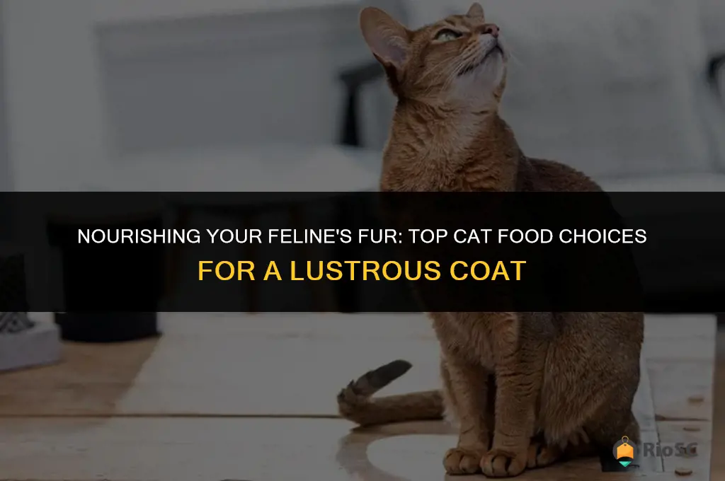 best cat food for healthy coat