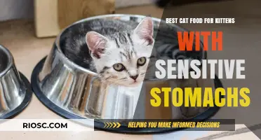 Gentle on Tummies: Top Picks for Kitten-Friendly Sensitive Stomach Cat Food