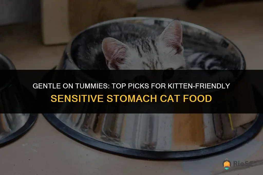 best cat food for kittens with sensitive stomachs