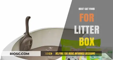 Top Cat Food Choices to Improve Litter Box Habits and Reduce Odors
