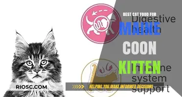 Nourishing Your Maine Coon Kitten: Top Food Picks for Optimal Growth and Health