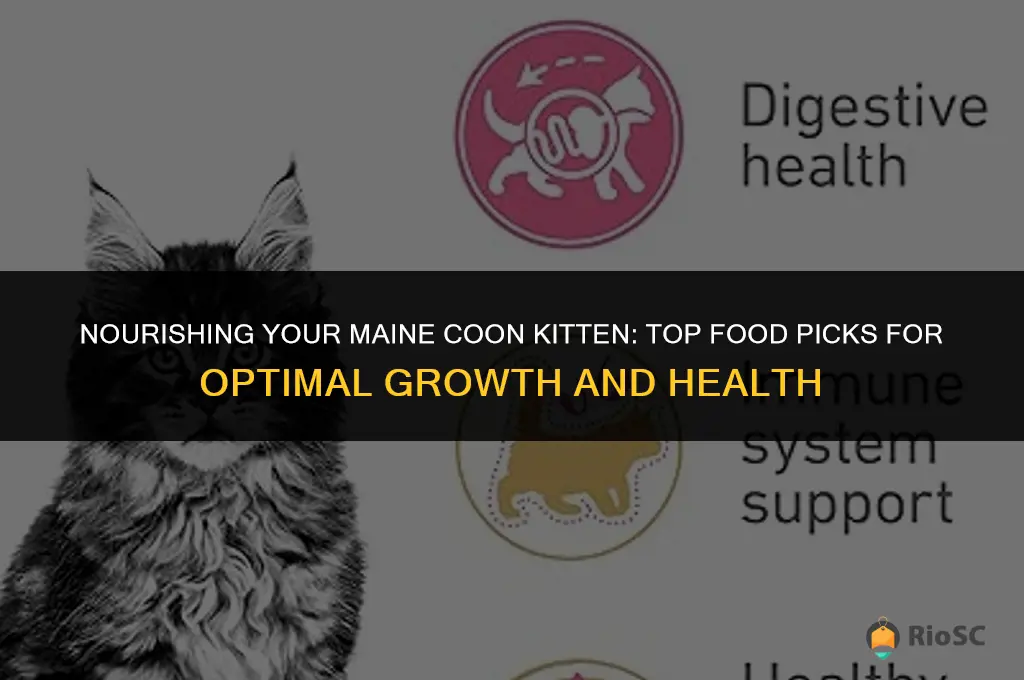 best cat food for maine coon kitten