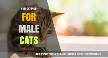 Top Picks for Your Feline Friend: The Best Cat Food for Male Cats