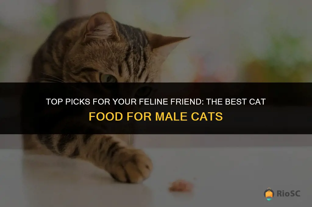 best cat food for male cats