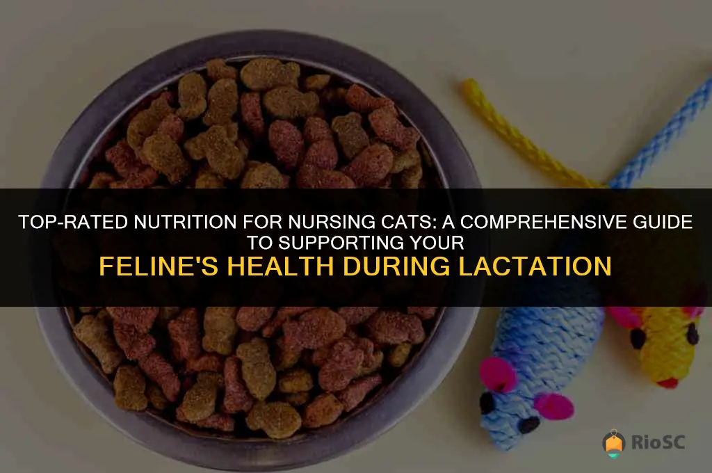 best cat food for nursing cats