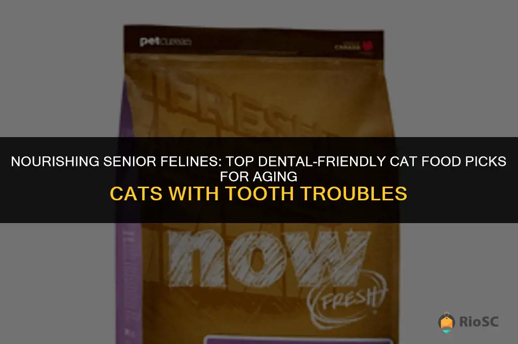 best cat food for older cats with bad teeth