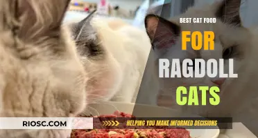 Purr-fect Nutrition: Tailoring Your Ragdoll Cat's Diet for Optimal Health and Happiness