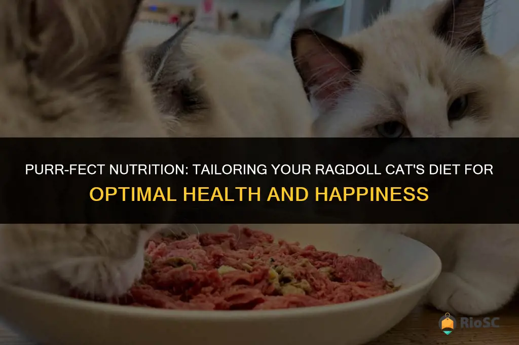 best cat food for ragdoll cats