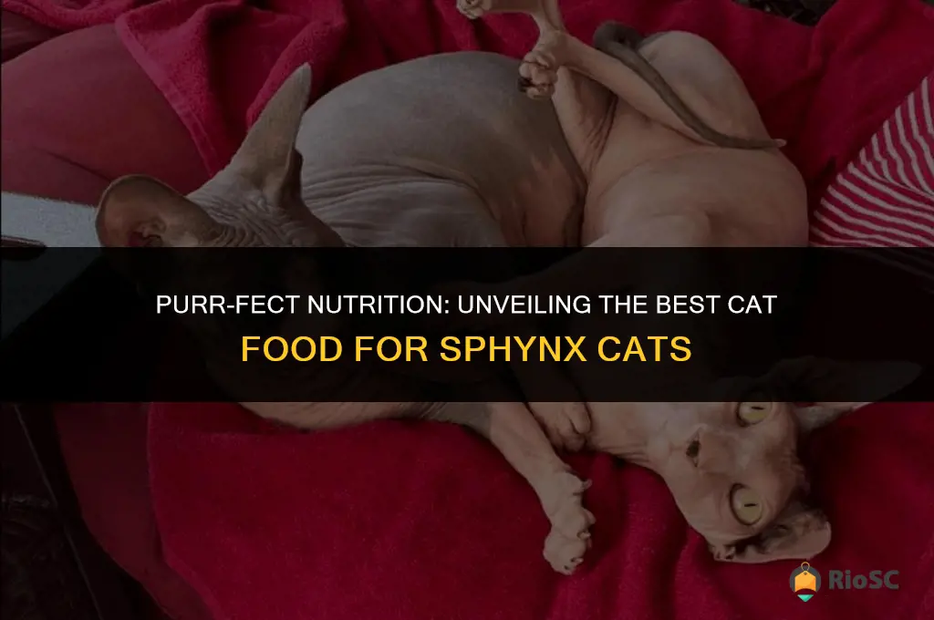 best cat food for sphynx