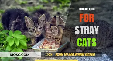 Nourishing the Neighborhood Strays: A Guide to the Best Cat Food for Community Cats