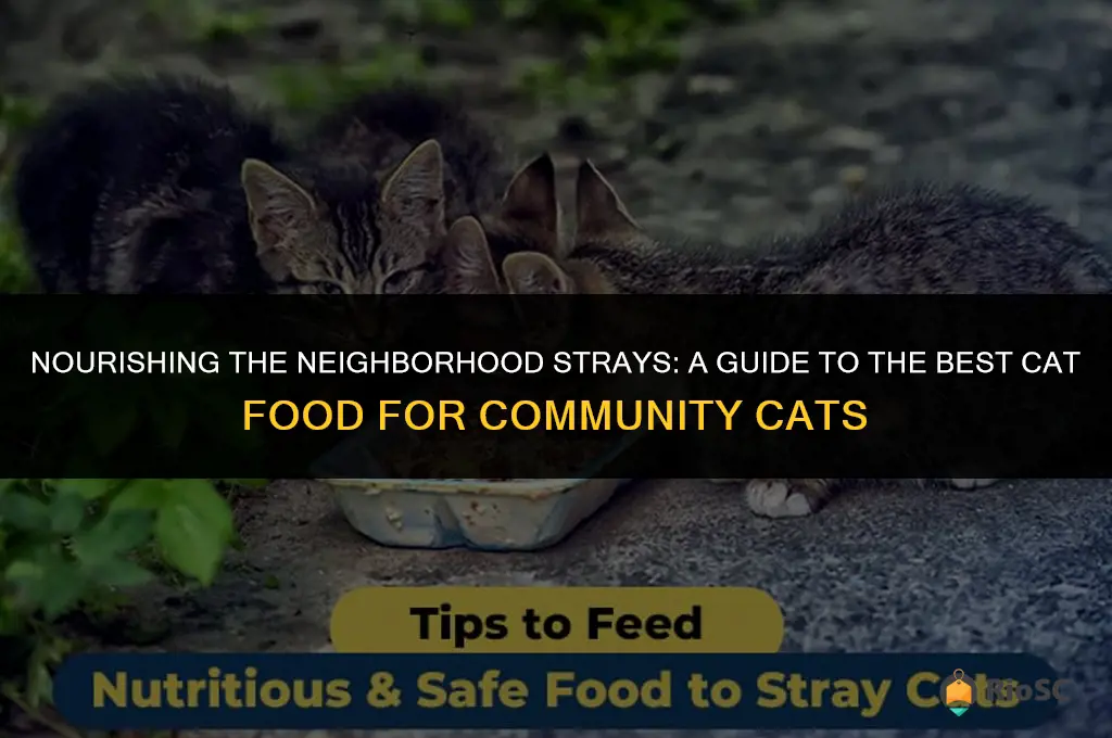 best cat food for stray cats