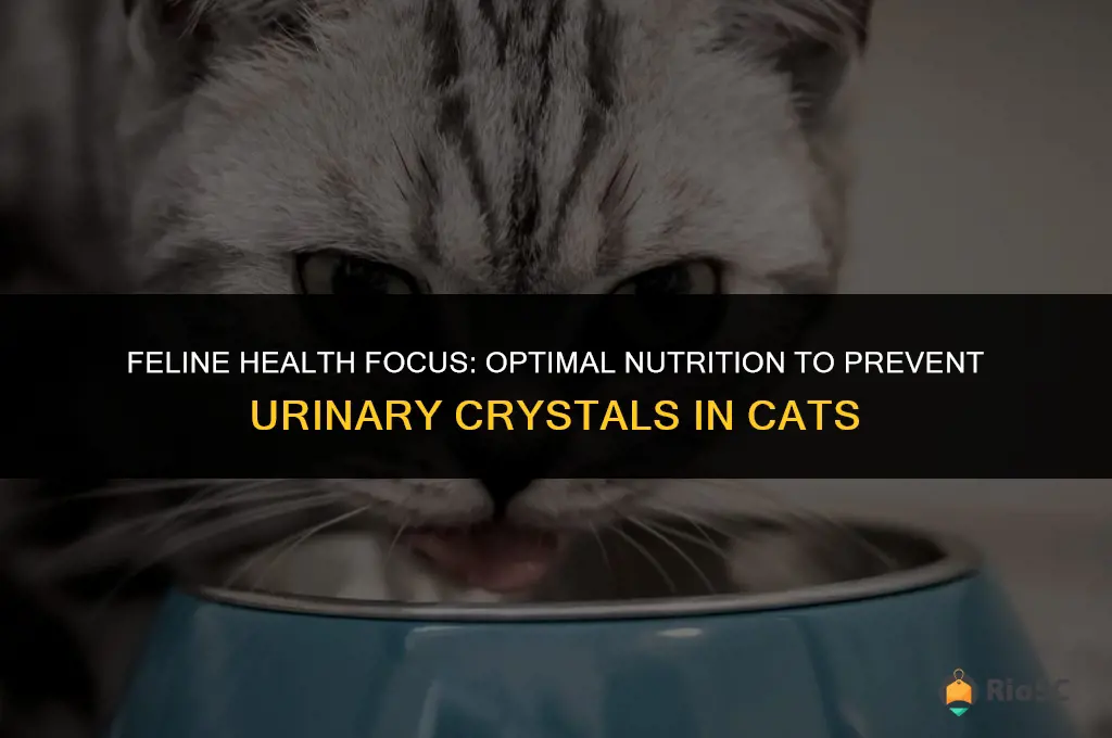 best cat food for urinary crystals
