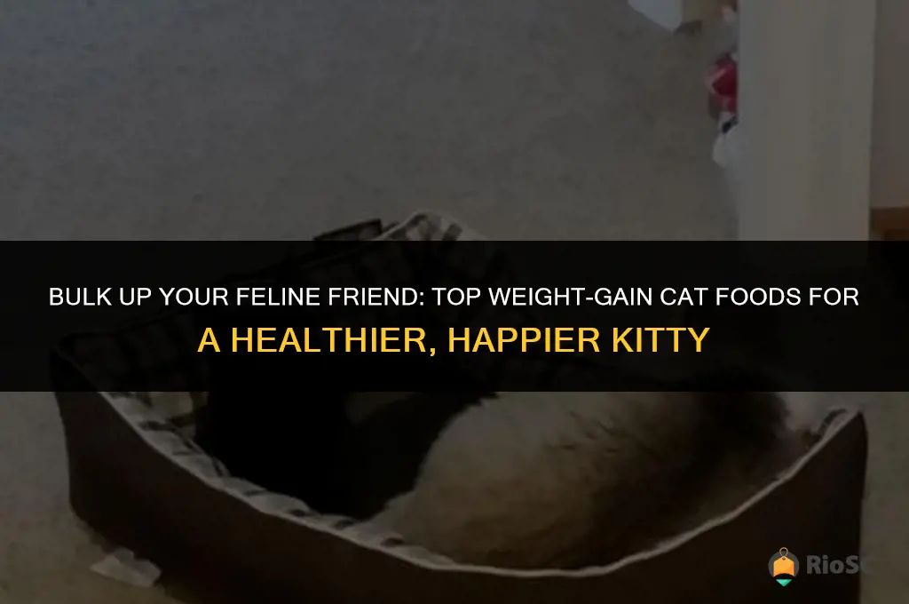 best cat food to put on weight