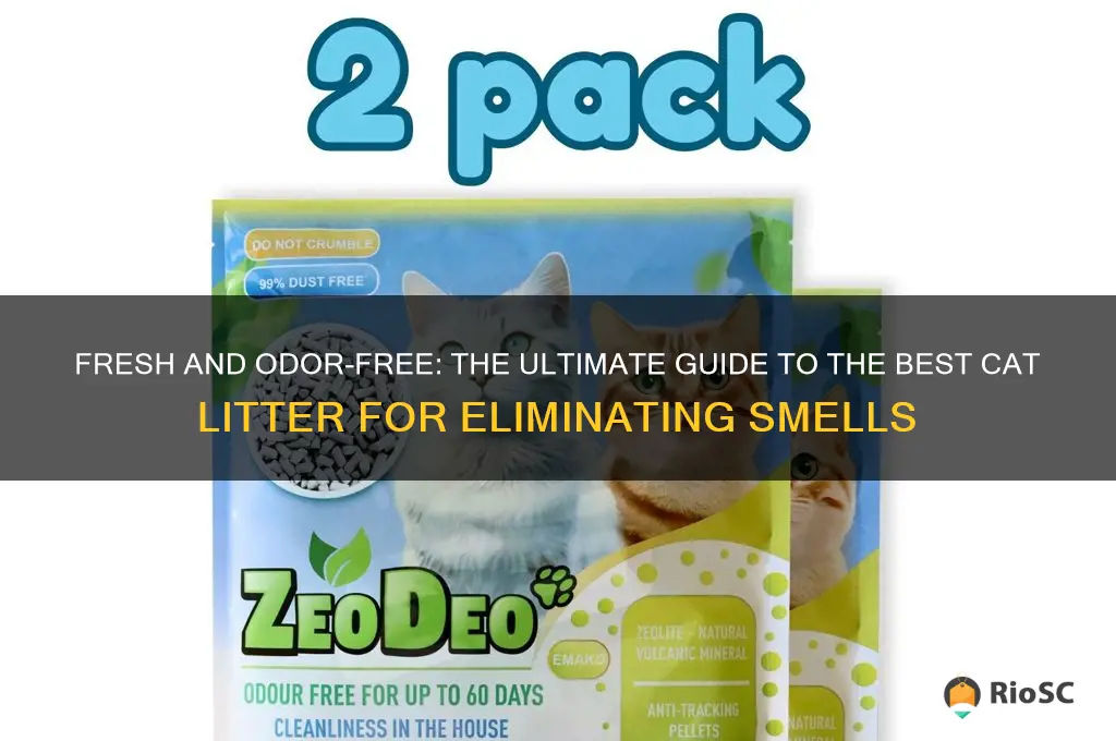 best cat litt er for smell