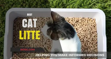 Top Picks for the Best Cat Litter: Keeping Your Feline Friend Happy and Healthy
