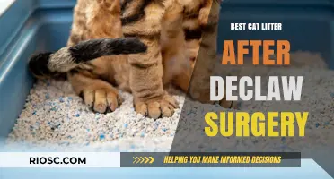 Gentle Recovery: Top Cat Litter Options for Post-Declaw Surgery Care