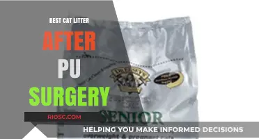 Post-PU Surgery Care: Top Cat Litter Recommendations for a Smooth Recovery