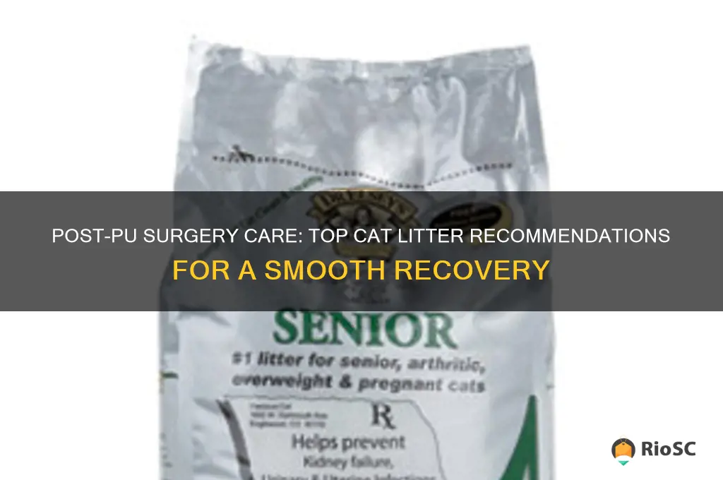best cat litter after pu surgery