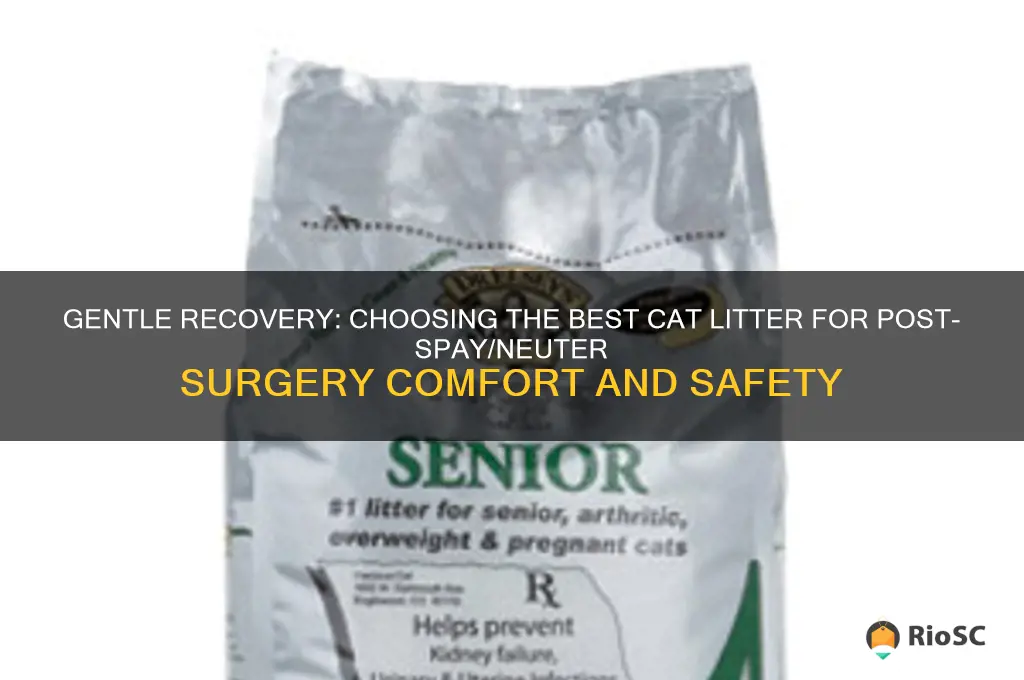 best cat litter after pu surgury