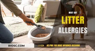 Top Hypoallergenic Cat Litter Options for Allergy Sufferers