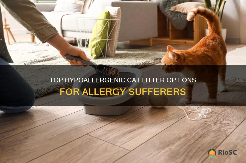 best cat litter allergies