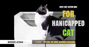 Accessible Comfort: Top Cat Litter Box Solutions for Handicapped Cats