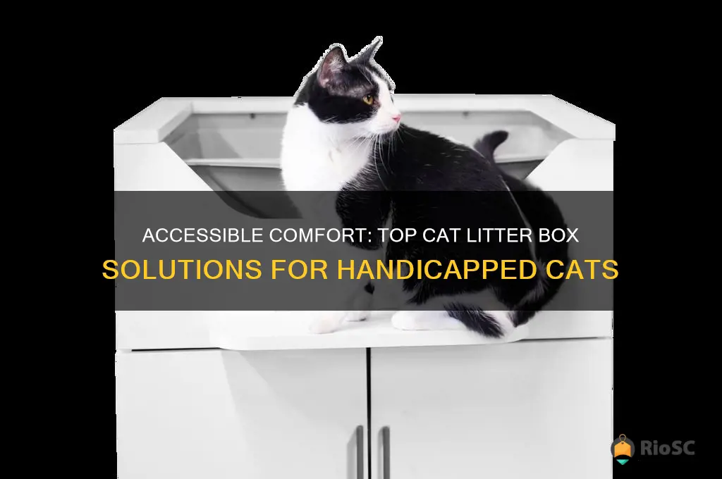 best cat litter box for hanicapped cat
