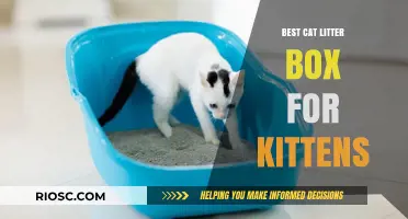 Top Picks: Best Cat Litter Boxes for Kittens to Ensure a Smooth Transition