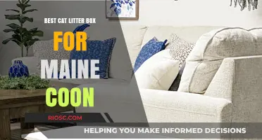 Top-Rated Cat Litter Boxes for Maine Coons: Spacious, Durable, and Easy to Clean
