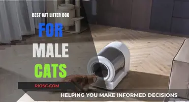 Top-Rated Cat Litter Boxes for Male Cats: Comfort, Size, and Easy Cleaning