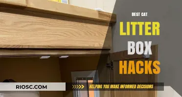 Smart Solutions for a Cleaner Home: Top Cat Litter Box Hacks Every Pet Owner Should Know