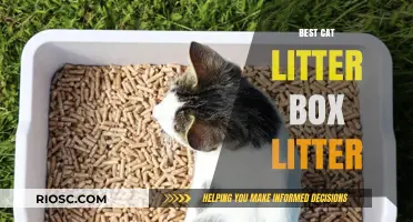 Top-Rated Cat Litter Box Litter: Finding the Perfect Match for Your Feline Friend