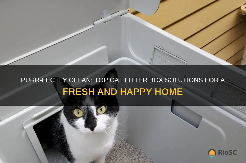 best cat litter box solutions
