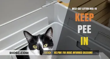 Top Cat Litter Box Solutions to Prevent Pee Spills and Mess