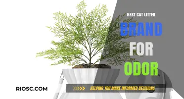 Top Cat Litter Brands for Eliminating Odor: Keep Your Home Fresh and Clean