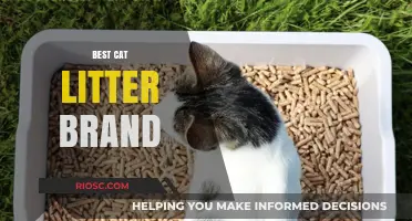 Top-Rated Cat Litter Brands for Odor Control, Clumping, and Comfort