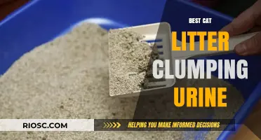 Top Clumping Cat Litter Options for Effective Urine Absorption and Odor Control