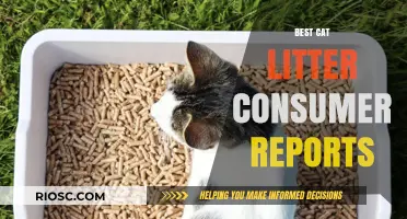 Top-Rated Cat Litter Brands: Consumer Reports Guide to the Best Options for Your Feline Friend