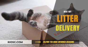 Purr-fect Convenience: Top Cat Litter Delivery Services for Busy Pet Owners