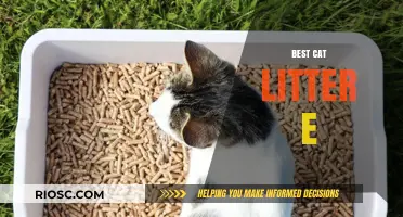 Top Picks for the Best Cat Litter: Eco-Friendly, Odor-Control, and Clumping Options
